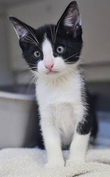 SOLSTICE* -  Domestic Short Hair Cat for Adoption in Santa Cruz, California - SOLSTICE* | PetCurious