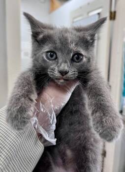 Princess Celestia -  Domestic Short Hair Cat for Adoption in Cincinnati, Ohio - Princess Celestia | PetCurious