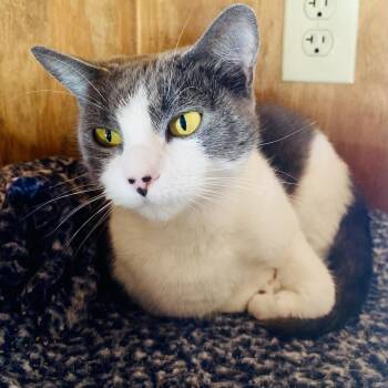 Domestic Short Hair Cats Available for Adoption in Freeport, Florida - Sadie | PetCurious