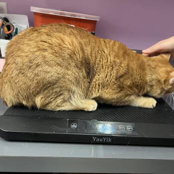 Dusty -  Domestic Short Hair Cat for Adoption in Cedar Rapids, Iowa - Dusty | PetCurious