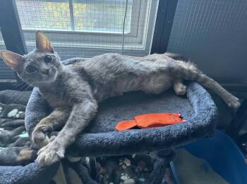 Maple -  Domestic Short Hair Cat for Adoption in Baltimore, Maryland - Maple | PetCurious