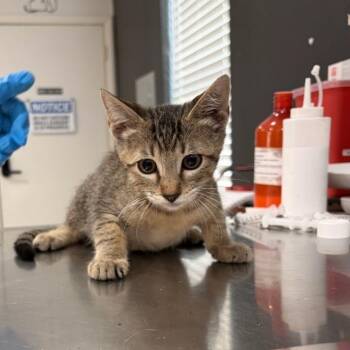 Urchin -  Domestic Short Hair Cat for Adoption in Livingston, Texas - Urchin | PetCurious