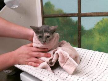 DAISEY -  Domestic Short Hair Cat for Adoption in Houston, Texas - DAISEY | PetCurious