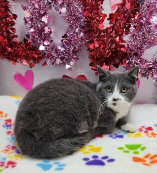 Domestic Short Hair Cats Available for Adoption - Pete | PetCurious