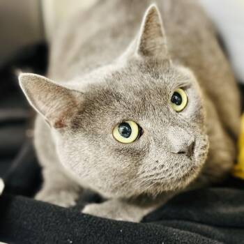 Jax -  Domestic Short Hair Cat for Adoption in Jackson Township, New Jersey - Jax | PetCurious