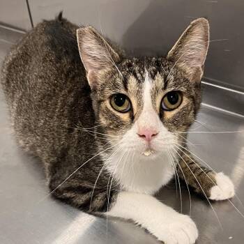 Otto -  Domestic Short Hair Cat for Adoption in Washburn, Missouri - Otto | PetCurious