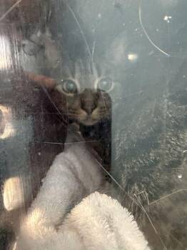 Greeney -  Domestic Short Hair Cat for Adoption in Daytona Beach, Florida - Greeney | PetCurious