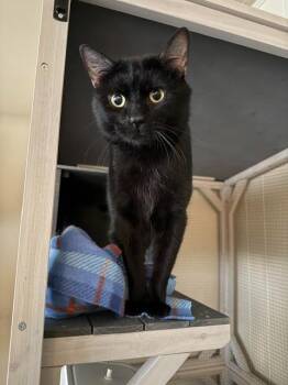 Nevel Furrbottom -  Domestic Short Hair Cat for Adoption in Millcreek, Utah - Nevel Furrbottom | PetCurious