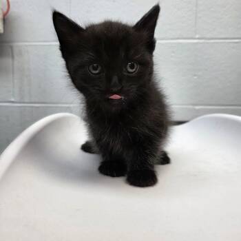 The Panther -  Domestic Short Hair Cat for Adoption in Parkersburg, West Virginia - The Panther | PetCurious