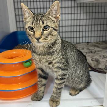 Xavier -  Domestic Short Hair Cat for Adoption in Trenton, New Jersey - Xavier | PetCurious