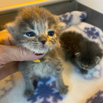Stewart -  Domestic Short Hair Cat for Adoption in Chattanooga, Tennessee - Stewart | PetCurious