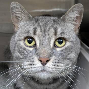 Wister -  Domestic Short Hair Cat Available for Adoption in South Burlington, Vermont - Wister | PetCurious