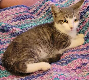 Rescue Domestic Short Hair Cats for Adoption in Concord Farr, Tennessee - Seashell | PetCurious