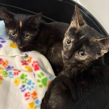 Rescue American Shorthair Cats for Adoption in Evanston, Illinois - Glitz And Glam | PetCurious