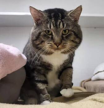 Tabby Cats Available for Adoption - Litmus | PetCurious