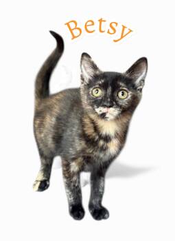 Rescue Domestic Short Hair Cats for Adoption in Pawleys Island, South Carolina - Betsy | PetCurious