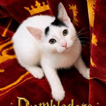 Dumbledore -  Domestic Short Hair Cat for Adoption in Rochester, Minnesota - Dumbledore | PetCurious