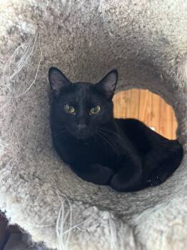 Rescue American Shorthair Cats for Adoption in Oak Forest, Illinois - Benedict - At Adoption Center | PetCurious