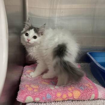 Domestic Long Hair Cats Available for Adoption in Port Charlotte, Florida - Tiana | PetCurious