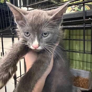 1596-C26 -  Domestic Short Hair Cat for Adoption in Port Charlotte, Florida - 1596-C26 | PetCurious