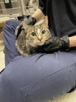 Domestic Short Hair Cats Available for Adoption - TIKI | PetCurious