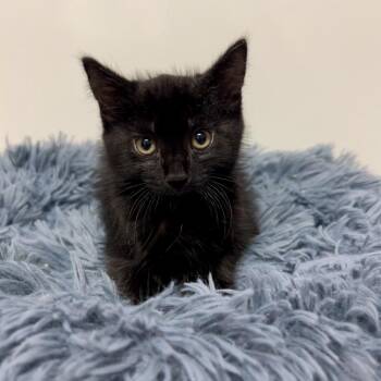 Larry -  Domestic Short Hair Cat for Adoption in East Hampton, New York - Larry | PetCurious