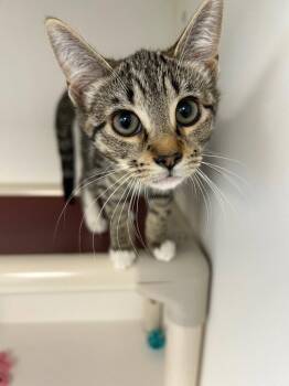 26-347 Tabbie -  Domestic Short Hair Cat for Adoption in Tarboro, North Carolina - 26-347 Tabbie | PetCurious