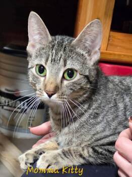 Domestic Short Hair Cats Available for Adoption - Sweet Mama Kitty | PetCurious
