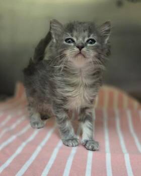 Davenport -  Domestic Medium Hair and Domestic Short Hair Cat for Adoption in Westland, Michigan - Davenport | PetCurious