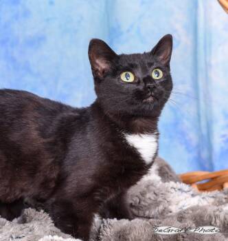 Domestic Short Hair Cats Available for Adoption in Pittsboro, North Carolina - Pax | PetCurious