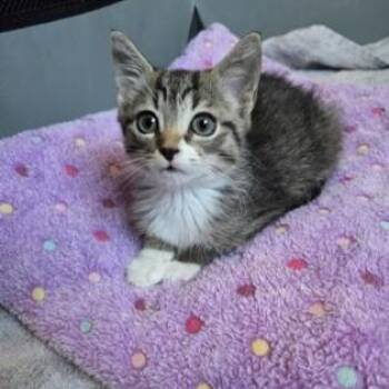 Squeakers -  Domestic Short Hair Cat for Adoption in Phoenixville, Pennsylvania - Squeakers | PetCurious