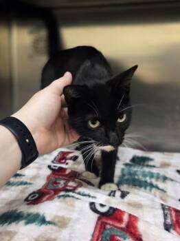 Captain -  Domestic Short Hair Cat for Adoption in Westland, Michigan - Captain | PetCurious