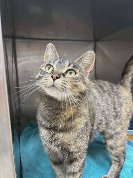 SUNSHINE -  Domestic Short Hair Cat for Adoption in Toronto, Ontario - SUNSHINE | PetCurious