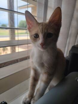 Moon -  Tabby Cat for Adoption in Mesa, Arizona - Moon | PetCurious