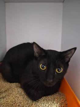 Faerie -  Domestic Short Hair Cat for Adoption in Bolivar, Missouri - Faerie | PetCurious