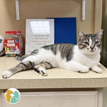 Rescue Domestic Short Hair Cats for Adoption in Toledo, Ohio - K.Sanders | PetCurious