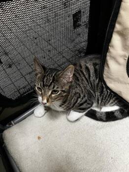 ECHO -  Domestic Medium Hair Cat for Adoption in Dallas, Texas - ECHO | PetCurious