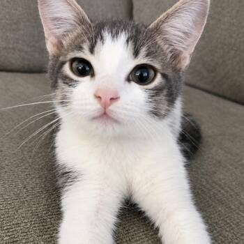 Gus Long -  Domestic Short Hair Cat for Adoption in Woodstock, Virginia - Gus Long | PetCurious