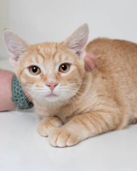 Raspberry -  Domestic Short Hair Cat for Adoption in Boone, Iowa - Raspberry | PetCurious
