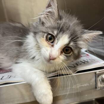 Chi -  Domestic Long Hair Cat for Adoption in Gainesville, Virginia - Chi | PetCurious