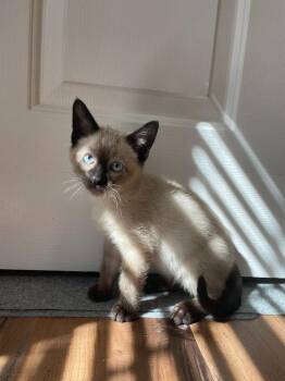 26-34 Snoopy -  Domestic Short Hair Cat for Adoption in St. Helens, Oregon - 26-34 Snoopy | PetCurious