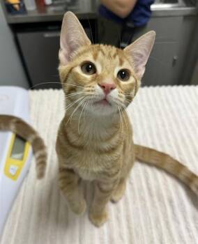 AGENT ORANGE -  Domestic Short Hair Cat Available for Adoption in Leesburg, Virginia - AGENT ORANGE | PetCurious
