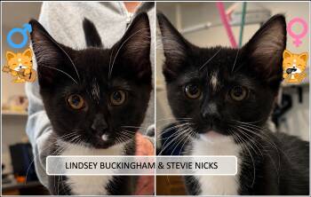 Lindsey Buckingham & Stevie Nicks -  Domestic Short Hair Cat for Adoption in Cincinnati, Ohio - Lindsey Buckingham & Stevie Nicks | PetCurious