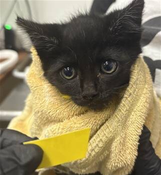 A883183 -  Domestic Short Hair Cat for Adoption in Camarillo, California - A883183 | PetCurious