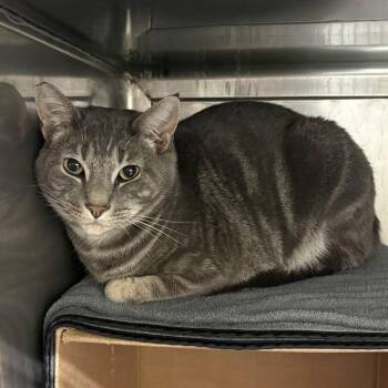 Pine -  Domestic Short Hair Cat for Adoption in Los Angeles, California - Pine | PetCurious
