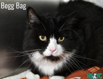 Bogg Bag -  Domestic Long Hair Cat for Adoption in Fort Mill, South Carolina - Bogg Bag | PetCurious