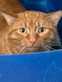 Rescue Domestic Short Hair Cats for Adoption in Hartford City, Indiana - Tatum | PetCurious