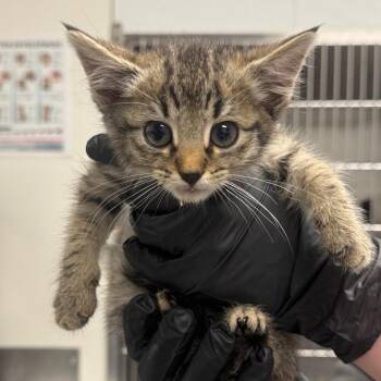 Ledger -  Domestic Short Hair Cat for Adoption in Greenville, South Carolina - Ledger | PetCurious