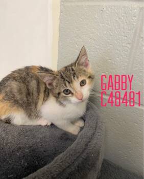 Rescue Domestic Short Hair Cats for Adoption in Clarksville, Tennessee - Gabby | PetCurious