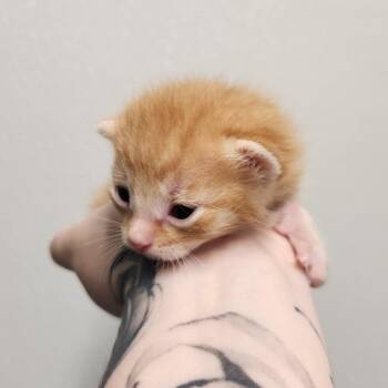 Butterscotch Pudding -  Domestic Short Hair Cat Available for Adoption in North Battleford, Saskatchewan - Butterscotch Pudding | PetCurious